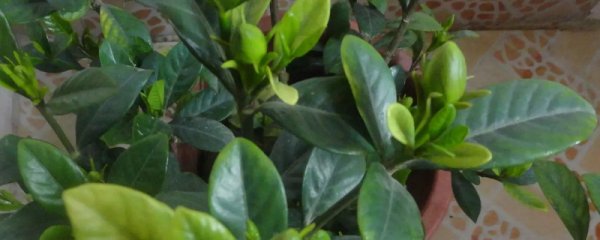 栀子花秋季修剪方法