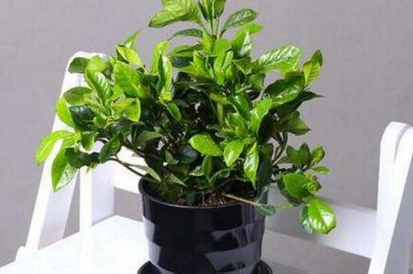 栀子花叶子发黑补救方法