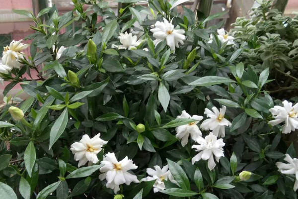 栀子花秋季修剪方法