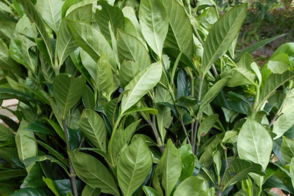栀子花秋季修剪方法