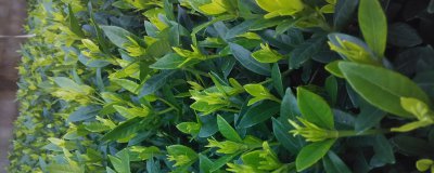 栀子花冬季修剪方法 冬季栀子花修剪指南