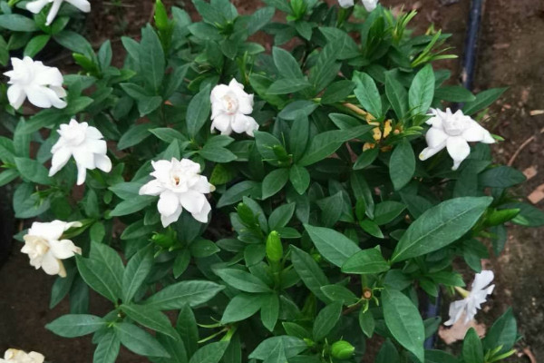 栀子花冬季修剪方法