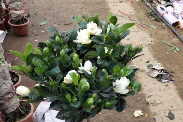 栀子花冬季修剪方法