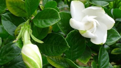 需要修剪栀子花吗 栀子花需要修剪吗？