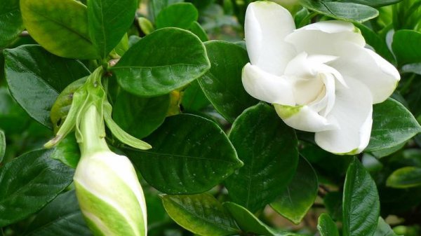 需要修剪栀子花吗
