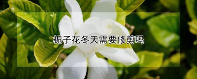 栀子花冬天是否需要修剪 冬季是否需要修剪栀子花？