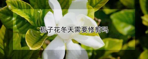 栀子花冬天是否需要修剪