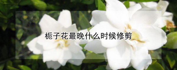 栀子花最迟要在几月修剪