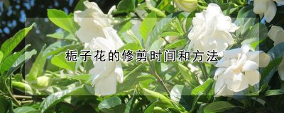 栀子花的修剪时间和方法 栀子花的剪裁时机和技巧