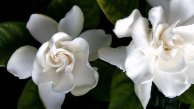怎么修剪?栀子花 修剪栀子花的技巧
修剪栀子花的方法