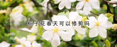 栀子花春季能修剪吗 栀子花生长期怎么修剪