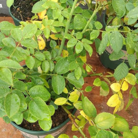春天月季花出现大量黄叶的原因与处理方法
