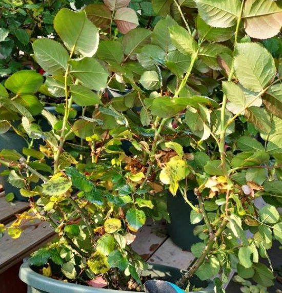 春天月季花出现大量黄叶的原因与处理方法