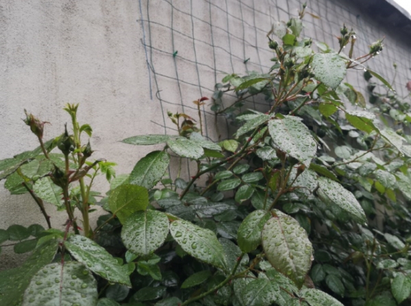 如何在月季枝条被茎蜂产卵的早期就发现？