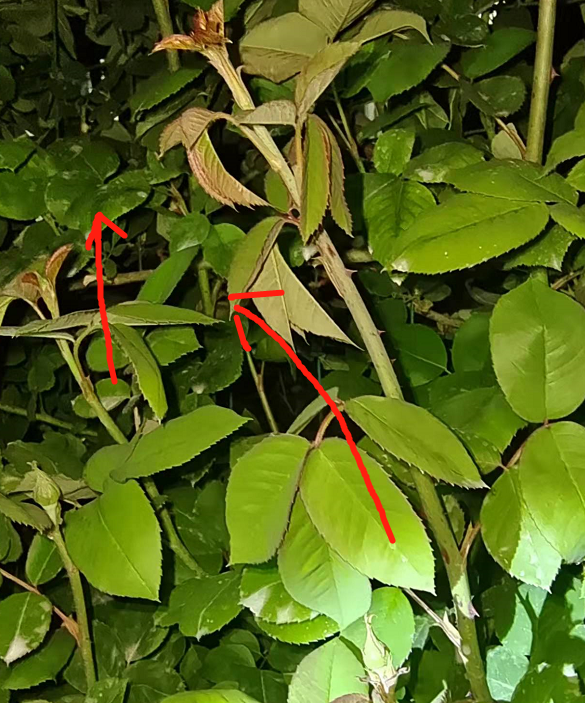 如何在月季枝条被茎蜂产卵的早期就发现？