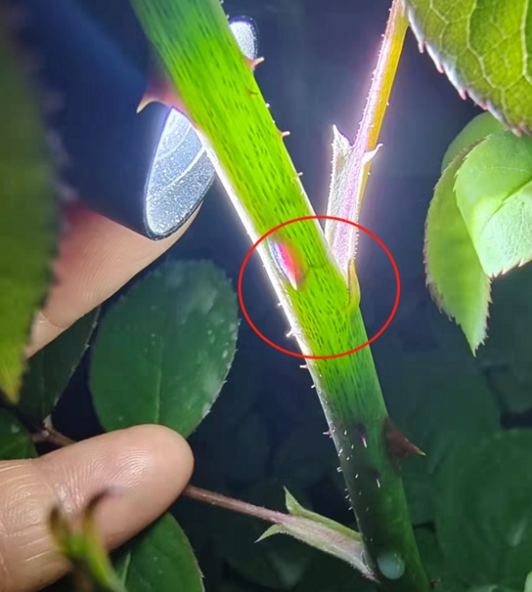 如何在月季枝条被茎蜂产卵的早期就发现？