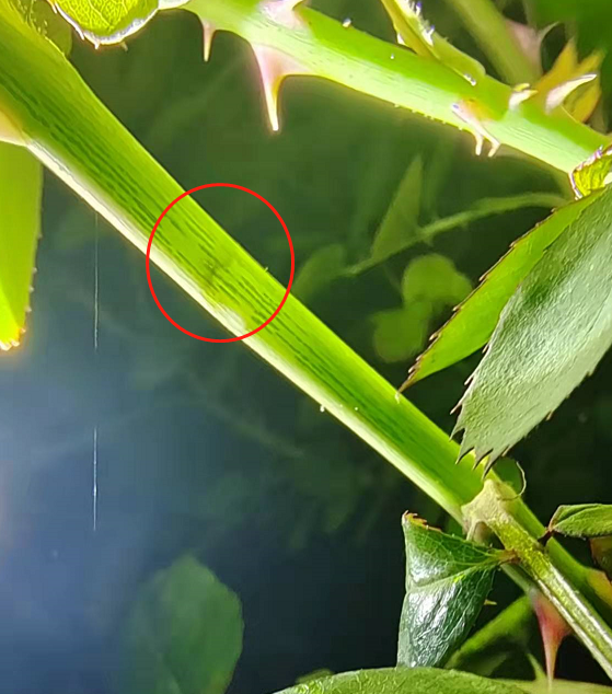 如何在月季枝条被茎蜂产卵的早期就发现？