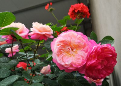 春季月季花肥水管理 正确思维模式