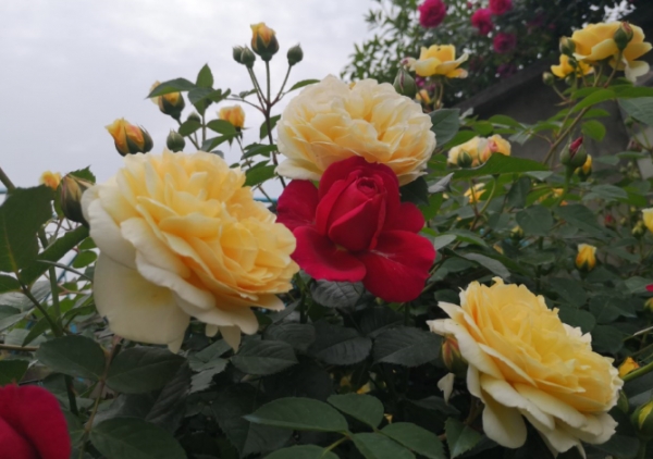 春季月季花肥水管理
