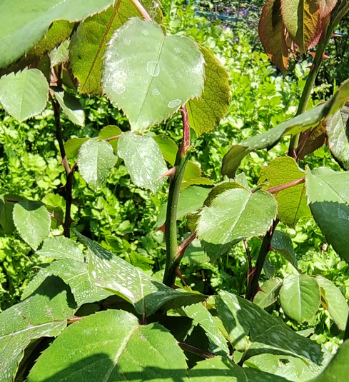 常见的月季盲芽与处理方法
