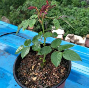 月季小苗怎么养长得快 如何快速种植月季小苗？