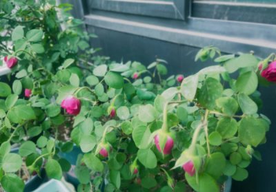 月季花苞突然垂头的常见原因 月季花苞突然下垂的常见因素