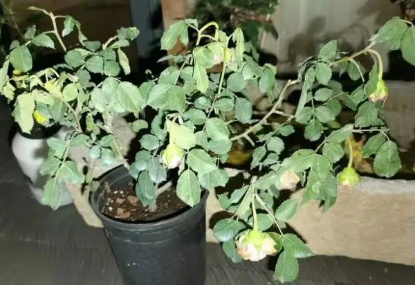 月季花苞突然垂头的常见原因