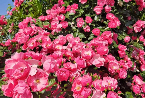 月季花期该如何浇水？