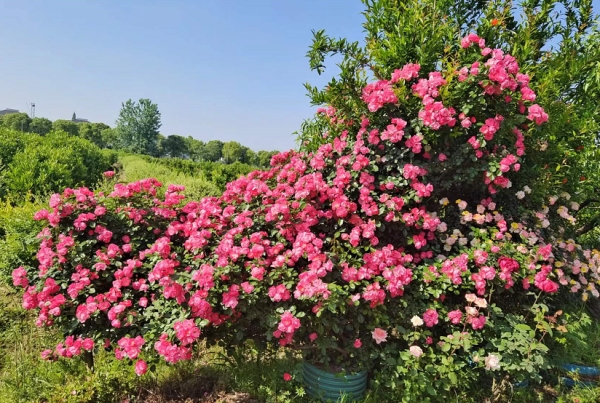 月季花期该如何浇水？