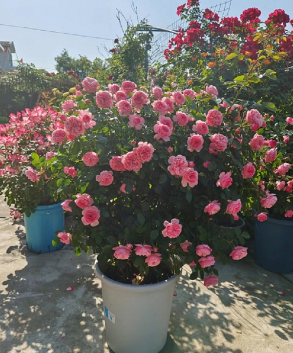 月季花期该如何浇水？