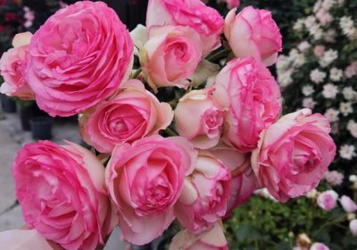 月季花后追肥 该选什么肥