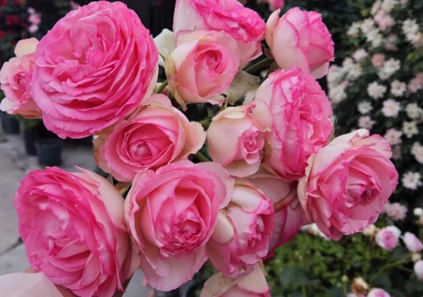 月季花后追肥