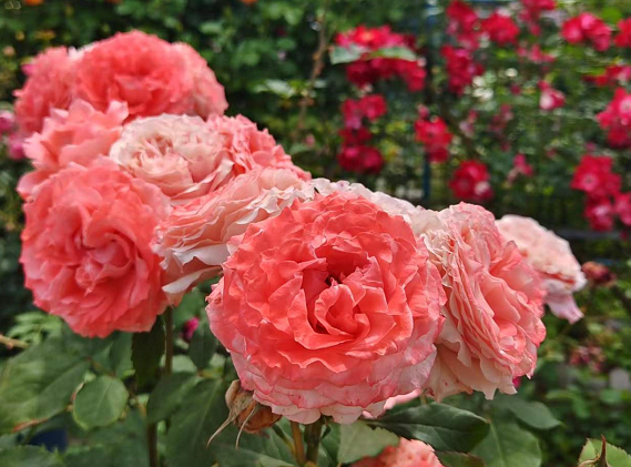 月季花后追肥