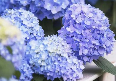 绣球花的花期管理 绣球花后管理注意事项