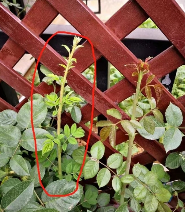 灌木月季笋芽的处理方式