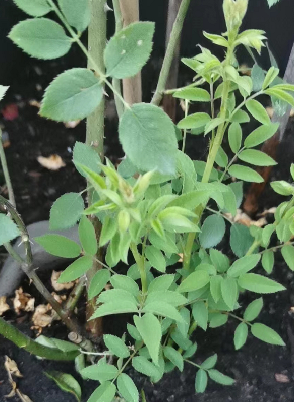 灌木月季笋芽的处理方式