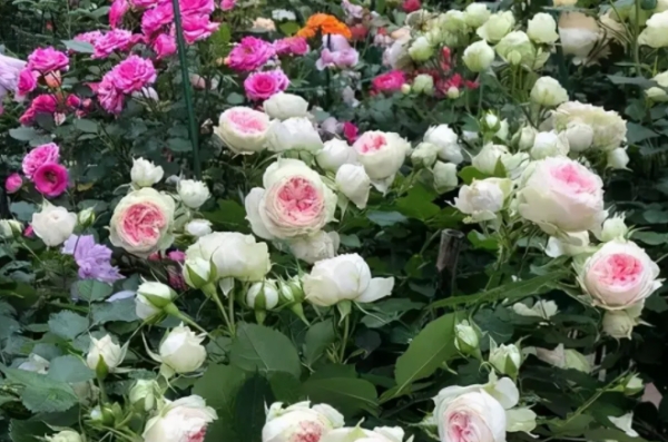 灌木月季笋芽的处理方式