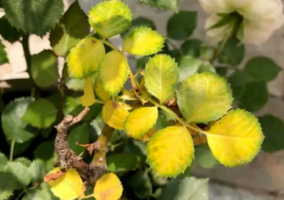 初夏月季黄叶常见原因与应对方法 初夏月季黄叶的成因及应对方法