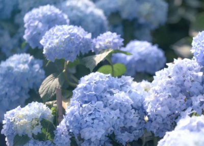 绣球花怎么养才能更旺盛？ 绣球花怎么养才能更旺盛