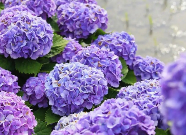绣球花怎么养才能更旺盛？