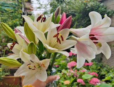 如何延长百合花的花期 百合开完花后怎么处理才能帮助来年复花？