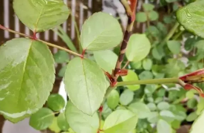月季缺肥的表现 月季缺肥后如何补救
