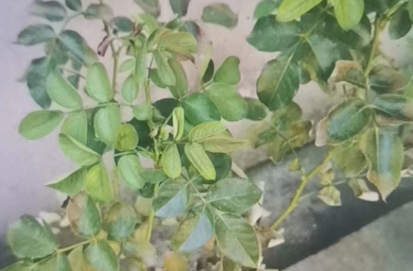 如何让月季更好的度夏
