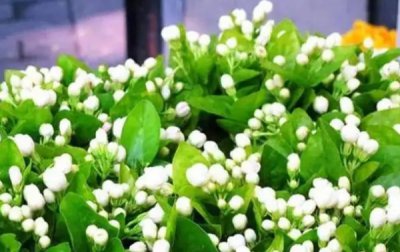 茉莉花为什么光长枝条不开花？ 茉莉花不开花的原因