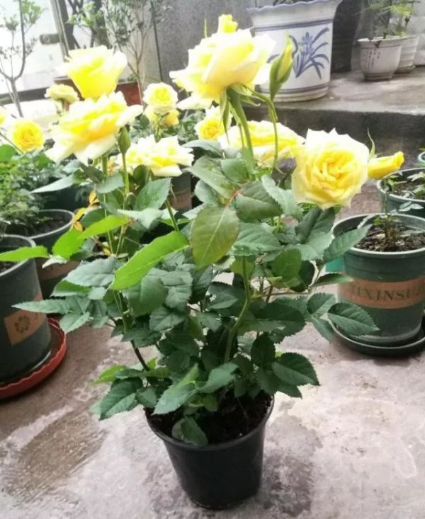 月季夏天防晒妙招有哪些