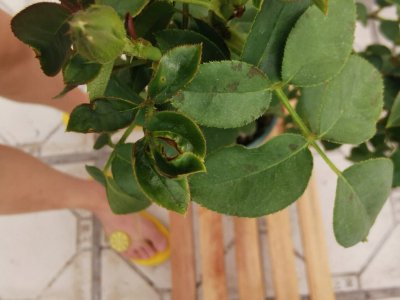 月季花叶子褶皱是什么原因 月季花叶子皱褶的原因是什么？