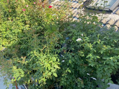 月季夏天用遮阴网好吗 夏天是否适合用遮阳网覆盖月季？