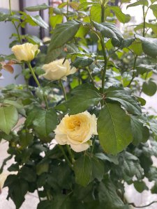 月季夏天为什么开成白色 为何月季花在夏天开成白色？