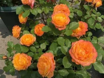 月季夏天可以上什么肥 夏季适合给月季施什么肥料