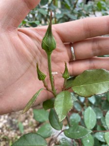 月季夏天要掐花苞吗 月季夏季需要剪掉花蕾吗？